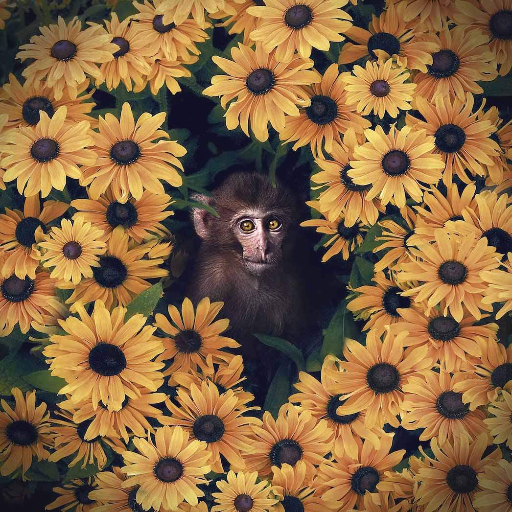 efix graphisme monkey flower photomontage