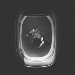 efix baleine avion photomontage