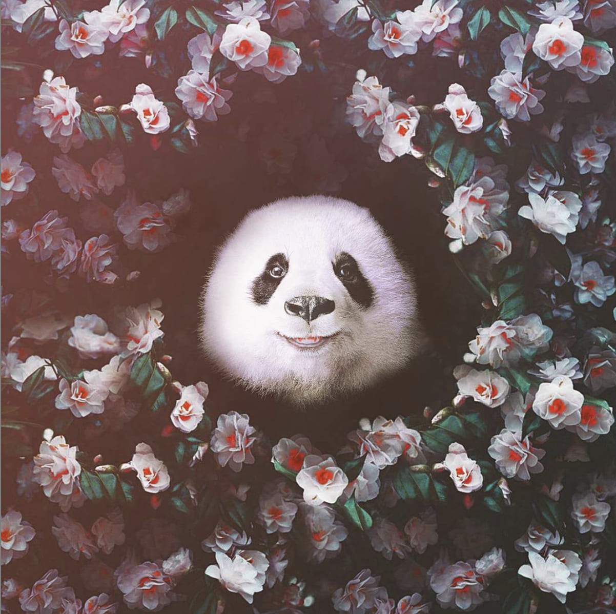 photomontage panda efix
