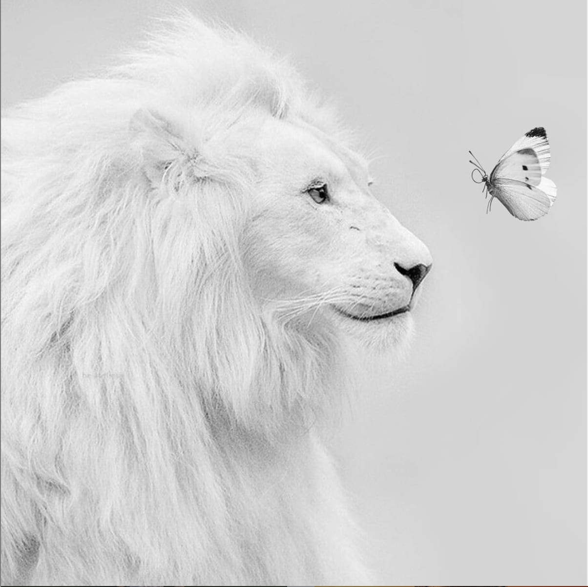 lion photomontage efix graphisme